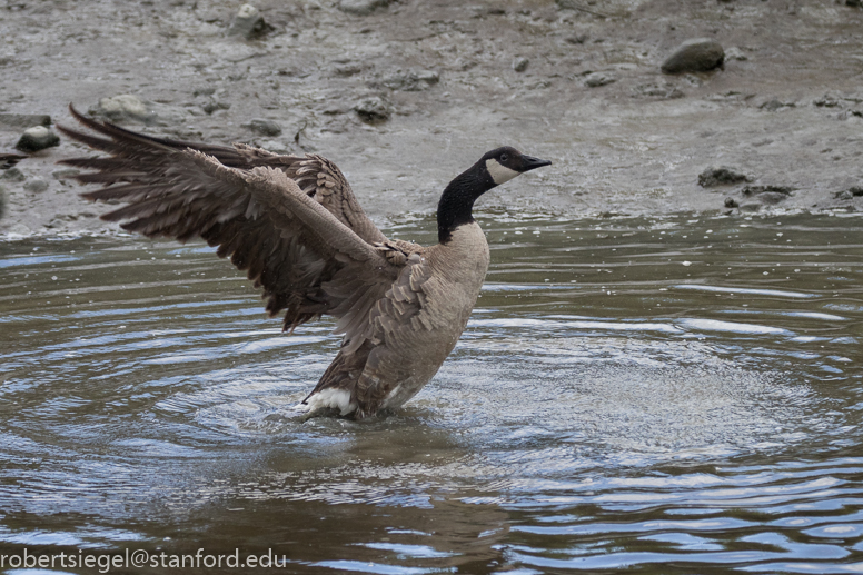 baylands